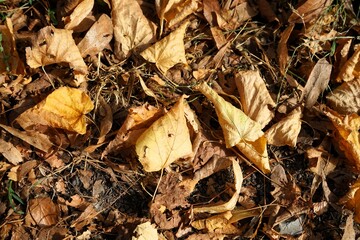 Ground covered with fallen brown and orange leaves, start of the season autumn
