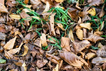 Ground covered with fallen brown and orange leaves, start of the season autumn