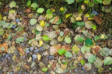 Ground covered with fallen brown and orange leaves, start of the season autumn