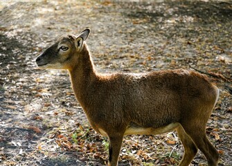 Close up of female brown mouflon without horns on autumn ground, Ovis gmelini