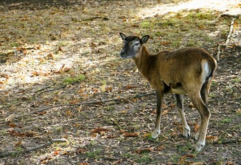 Close up of female brown mouflon without horns on autumn ground, Ovis gmelini
