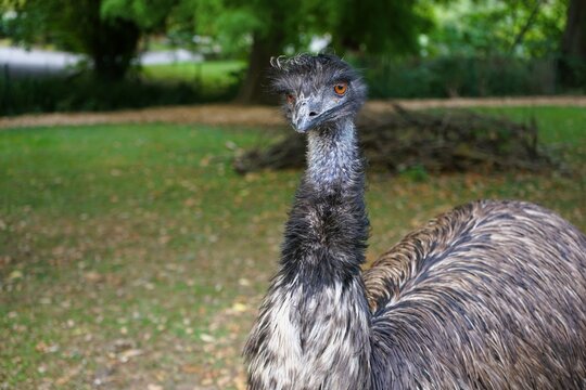 Close up of Dromaius with vibrant orange eyes and ruffled plumage