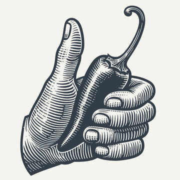 recommend clip art: Hand Holding a Chili Pepper - VIntage Woodcut Style Hand Drawn Vector Illustration.