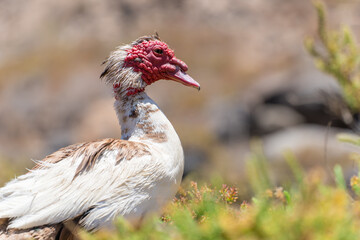 Wild duck in Fuerteventura, los molinos, rural town facing the atlantic ocean