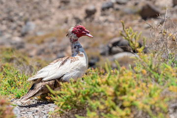 Wild duck in Fuerteventura, los molinos, rural town facing the atlantic ocean