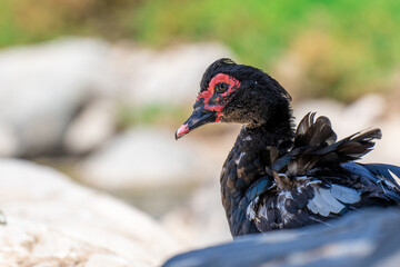 Wild duck in Fuerteventura, los molinos, rural town facing the atlantic ocean
