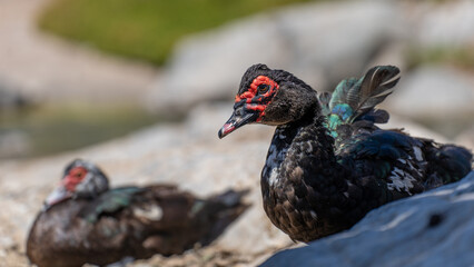 Fototapeta premium Wild duck in Fuerteventura, los molinos, rural town facing the atlantic ocean