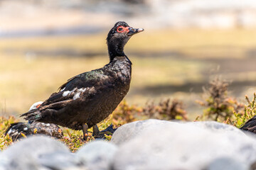Wild duck in Fuerteventura, los molinos, rural town facing the atlantic ocean