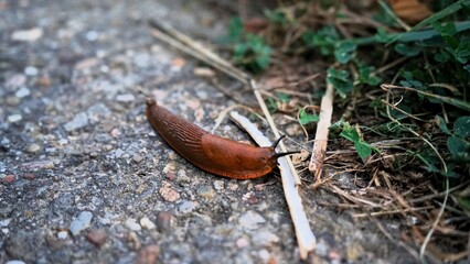 Close up of a brown slug on the edge of a path on a wet day in autumn