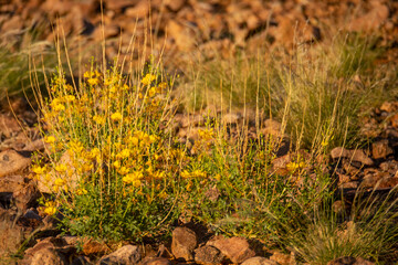 Kalahari flowers
