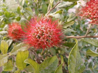 Shallow focus shot of the Combretum Constrictum flower