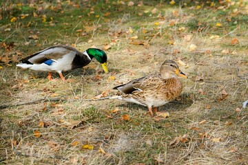 Female and male mallard on an autumn meadow