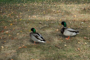 Two male mallard ducks on an autumn meadow
