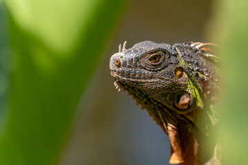 Detail of a green iguana in the leaves dragon Lanzarote nature reserve