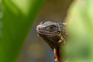 Detail of a green iguana in the leaves dragon Lanzarote nature reserve