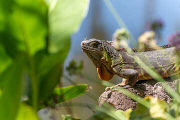Detail of a green iguana in the leaves dragon Lanzarote nature reserve