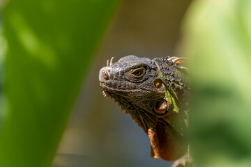 Detail of a green iguana in the leaves dragon Lanzarote nature reserve