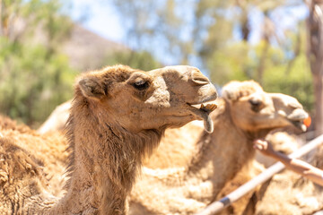 head of a dromedary (Camelus dromedarius) Arabian camel, or one-humped camel, is a large even-toed...