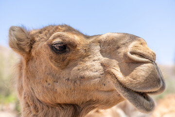 head of a dromedary (Camelus dromedarius) Arabian camel, or one-humped camel, is a large even-toed...