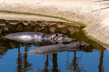 Hippos sleeping in a pond on a sunny summer day. Fuerteventura, Canary Islands. Couple of...