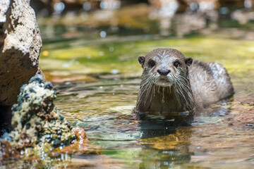 Otter swimming and looking at the camera detailed shot