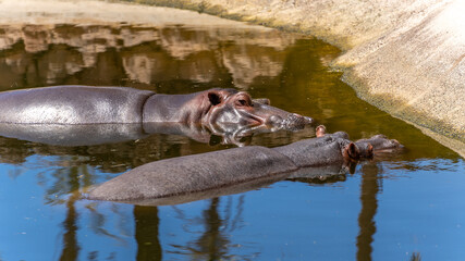 Hippos sleeping in a pond on a sunny summer day. Fuerteventura, Canary Islands. Couple of hippopotamus 