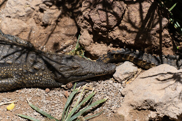 Crocodile alligator on the rocks resting 