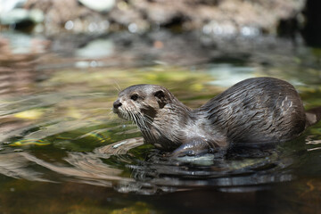 Otter swimming and looking at the camera detailed shot