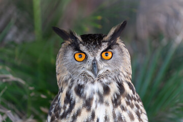 Eurasian eagle-owl Bubo bubo  also called the Uhu closeup of orange eyes