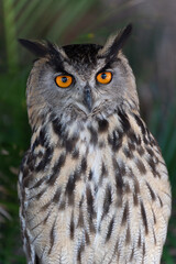 Eurasian eagle-owl Bubo bubo  also called the Uhu closeup of orange eyes