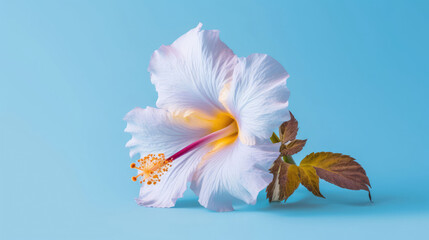 Hibiscus Natural Colors , Background For Banner, HD