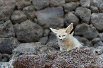 Naklejka na ściany i meble Fennec Fox (Vulpes zerda) native to the deserts of North Africa