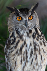 Eurasian eagle-owl Bubo bubo  also called the Uhu closeup of orange eyes