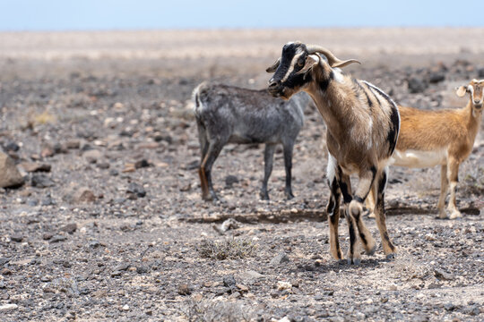 Wild goat in the arid Fuerteventura desert, canary islands, spain, colorful herd playful touristic harsh funny