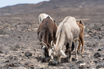 Wild goat in the arid Fuerteventura desert, canary islands, spain, colorful herd playful touristic harsh funny