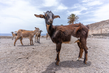 Wild goat in the arid Fuerteventura desert, canary islands, spain, colorful herd playful touristic harsh funny