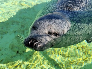 Cute seal in a rescue center, common seal, water mammal, phoca vitulina © Thomas