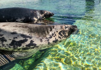 Grey seals sleeping on a wooden stage in the water, animal rescue, seals, gray seals 