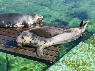 Grey seals sleeping on a wooden stage in the water, animal rescue, seals, gray seals 