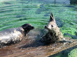 Grey seals sleeping on a wooden stage in the water, animal rescue, seals, gray seals 