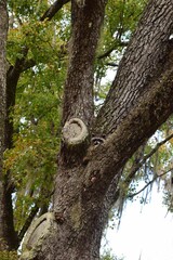 Vertical shot of a cute Raccoon sitting on a tree in a forest