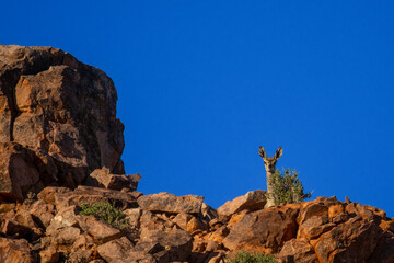 Klipspringer