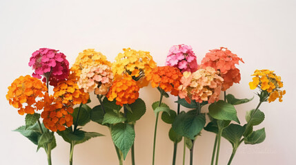 Lantana Natural Colors , Background For Banner, HD