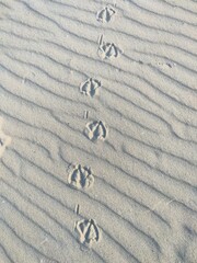 Sea gull tracks in the sand of a beach on the island of Texel in the Netherlands, animals...