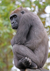 Close up shot of a cute western Lowland Gorilla