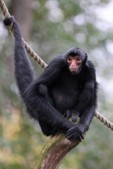 The red-faced spider monkey (Ateles paniscus)