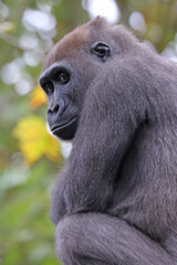 Close up shot of a cute western Lowland Gorilla