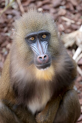 Close view of mandrill monkey (Mandrillus sphinx)