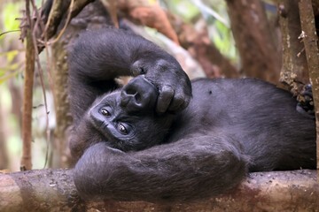 Close up shot of a cute western Lowland Gorilla