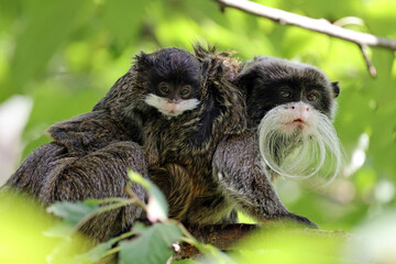 Saguinus imperator or emperor tamarins